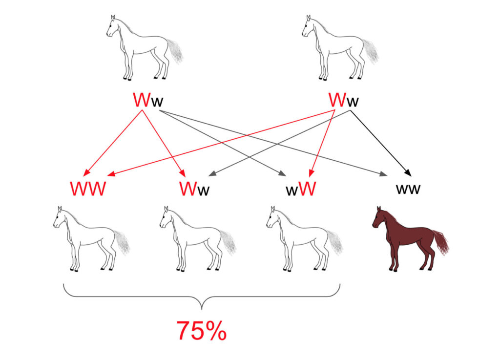 白馬の遺伝確率